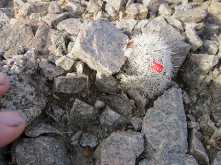 I think this is a little Claret-cup cactus sprouting an early blossom