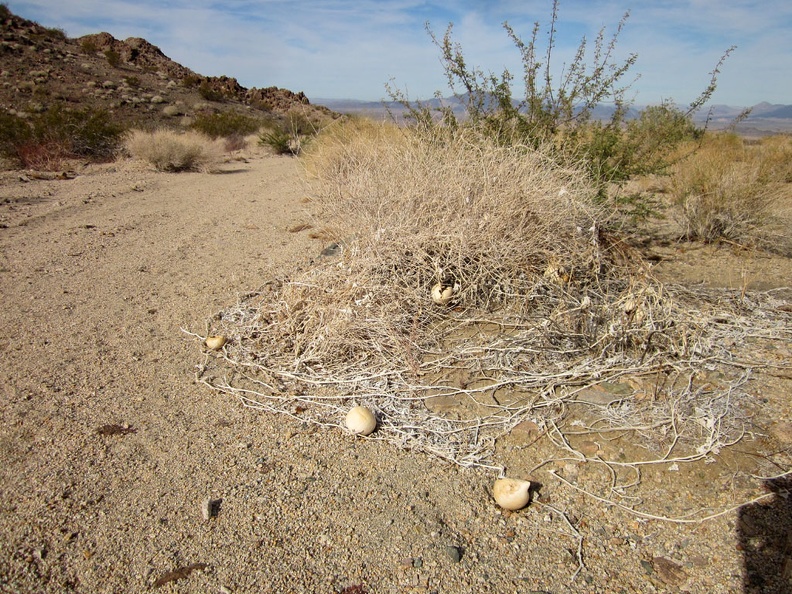 I start hiking up Hyten Spring Wash and encounter several coyote melons left from earlier this year