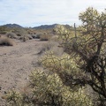 I pass a number of cholla cacti on the way up the wash into the Bristol Mountains
