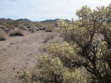 I pass a number of cholla cacti on the way up the wash into the Bristol Mountains