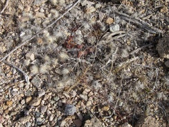 It's easy to miss little piles of cactus droppings like these as you walk over them in the Mojave Desert