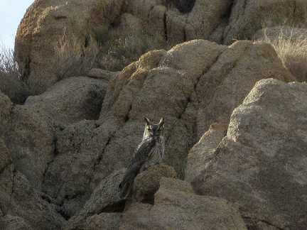 I hear some noise, look up, and notice an owl, noticing me