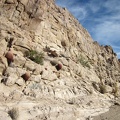 A number of small barrel cacti adorn this rock wall in Hyten Spring Wash in the Bristol Mountains