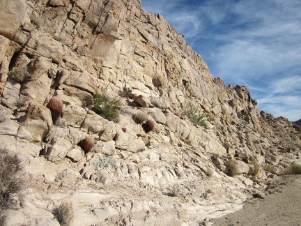 A number of small barrel cacti adorn this rock wall in Hyten Spring Wash in the Bristol Mountains