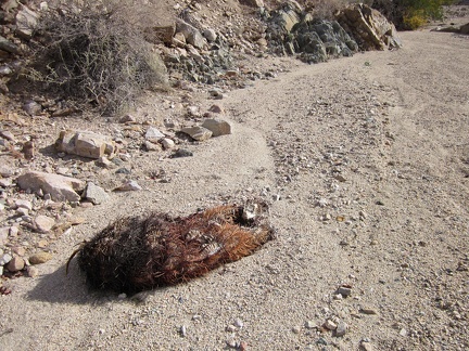 I pass a deflated barrel cactus in Hyten Spring Wash that lost its footing on the steep adjacent hillside