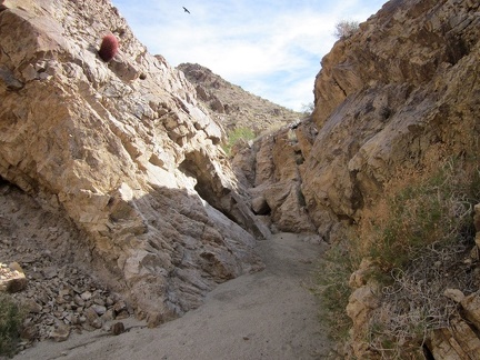 I notice several hawks and ravens flying around as I continue hiking up the wash toward Hyten Spring