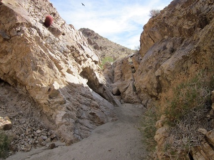 I notice several hawks and ravens flying around as I continue hiking up the wash toward Hyten Spring