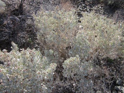 On the way down the hill to Hyten Spring, I stop to look at some of the Desert holly plants that grow here