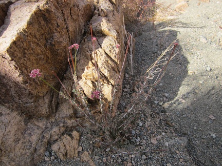 A few pink buckwheat flowers near Hyten Spring, Kelso Dunes Wilderness