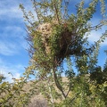 A bird's nest in a catclaw bush in Kelso Dunes Wilderness