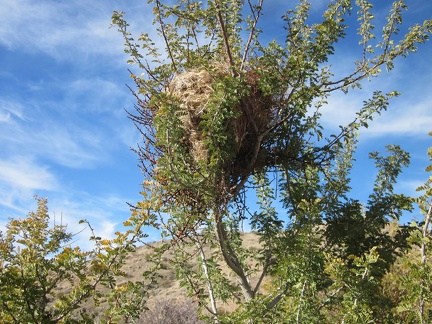 A bird's nest in a catclaw bush in Kelso Dunes Wilderness