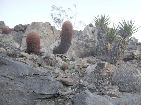 There are a lot of barrel cacti on the surrounding hillsides, which isn't apparent at a distance