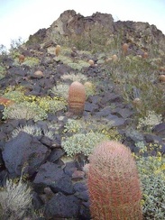 Hillside cactus garden at Indian Springs, Mojave National Preserve
