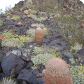 Hillside cactus garden at Indian Springs, Mojave National Preserve