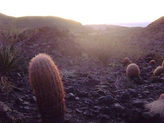 Barrel cacti catching the last light of day on the hill above Indian Springs