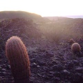 Barrel cacti catching the last light of day on the hill above Indian Springs