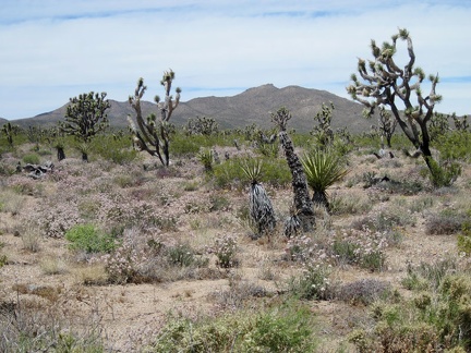 A field of pinkish-white buckwheat flowers in the joshua tree forest on the west side of Walking Box Ranch Road