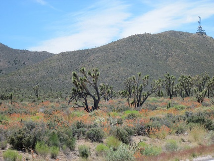 As I climb Nevada 164, I enter the land of desert mallows and joshua trees