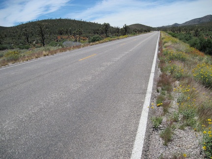 Yellow desert marigolds decorate the shoulders of Nevada 164 east of Crescent Peak