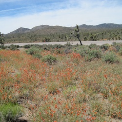 Day 12: Malpais Spring to Nipton by bicycle, plus Ivanpah Valley sunset hike, Mojave National Preserve
