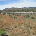 I park the 10-ton bike and go for a walk in the desert-mallow field along Nevada 164