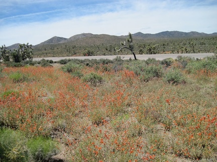 I park the 10-ton bike and go for a walk in the desert-mallow field along Nevada 164