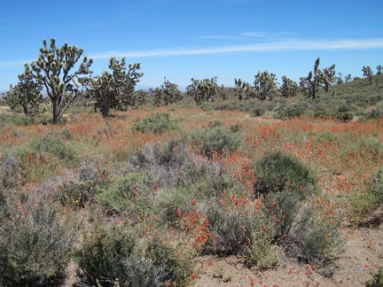 Orange desert mallows bloom amongst the mature joshua trees across the road from Nevada's Wee Thump Wilderness