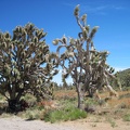 Joshua trees grow quite slowly, so these big trees here along Nevada 164 must be quite old