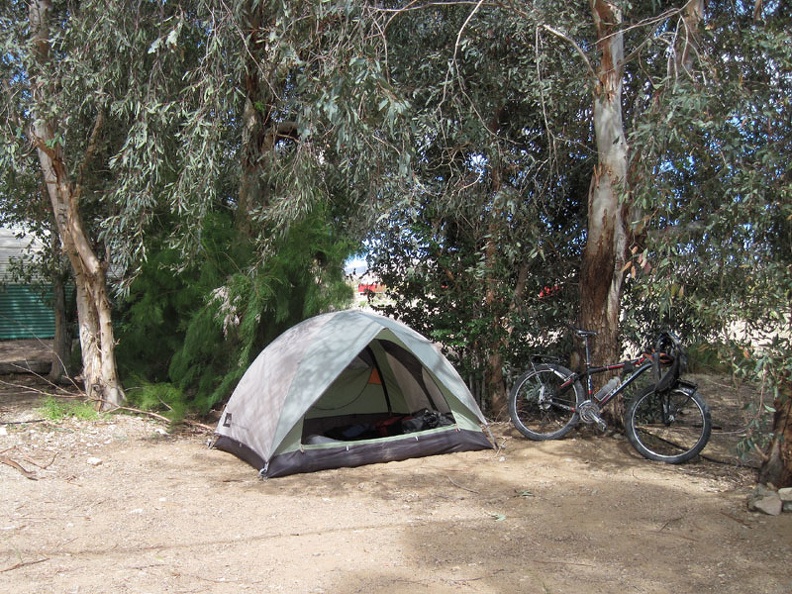 I set up the tent in the shade of Nipton's eucalyptus trees by the train tracks, like I did a few days ago
