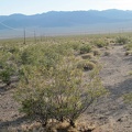 Walking westward through the  creosote bushes of Ivanpah Valley, I find myself between two power lines