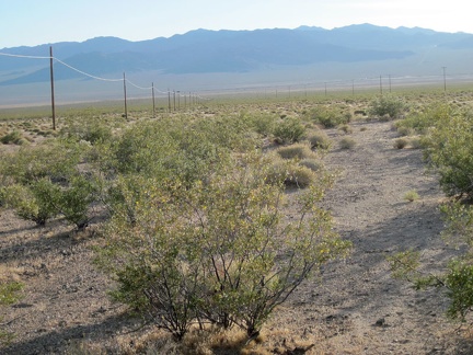 Walking westward through the  creosote bushes of Ivanpah Valley, I find myself between two power lines