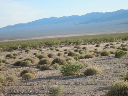 Most of Ivanpah Valley is dominated by creosote bushes, but here I pass through an area of small rounded shrubs