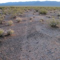 I pick up an animal trail through the creosote-brush scrub as I head down into Ivanpah Valley