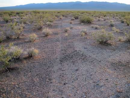 I pick up an animal trail through the creosote-brush scrub as I head down into Ivanpah Valley