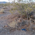 I discover an abandoned, deflated balloon under a creosote bush in Ivanpah Valley, not far from Nipton Road