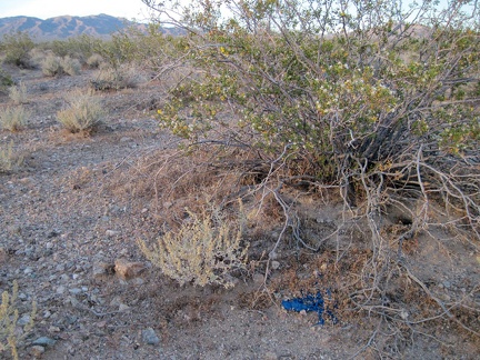 I discover an abandoned, deflated balloon under a creosote bush in Ivanpah Valley, not far from Nipton Road