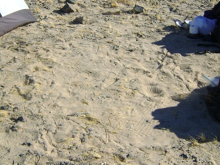 I like the patterns that my sleeping pad has imprinted on the sand through the floor of my tent