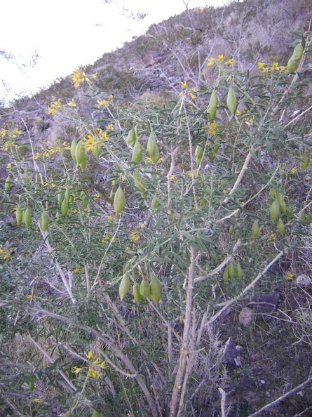 Bladderpod (Isomeris arborea) flowering and fruiting on the hillside behind my tent near Indian Springs