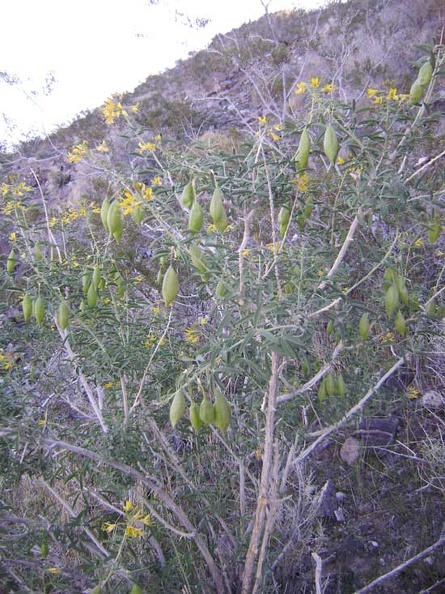 06714-bladderpod-550px.jpg