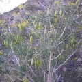 Bladderpod (Isomeris arborea) flowering and fruiting on the hillside behind my tent near Indian Springs