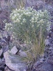Unidentified alyssum-like plant