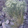 Unidentified alyssum-like plant