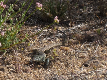 I'm awake at 8h45, step outside my tent near Malpais Spring, and am greeted by a lizard