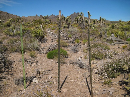 The first part of Indian Spring Road leaving Malpais Spring is nicely camouflaged beyond the Wilderness boundary