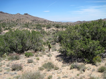 I'll start by hiking 1.5 miles straight across the plateau and down to a wash which I'll follow to Juniper Spring