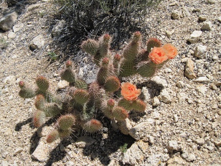 Peach cactus flowers on the plateau northeast of Indian Spring