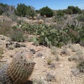 I pass a cactus-pad patch and a scattering of barrel cacti amongst the junipers on "Indian Spring Plateau"