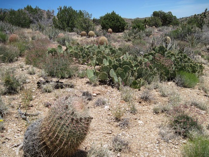 I pass a cactus-pad patch and a scattering of barrel cacti amongst the junipers on &quot;Indian Spring Plateau&quot;