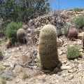 A patch of barrel cacti grows along Juniper Spring wash