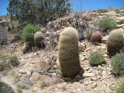 A patch of barrel cacti grows along Juniper Spring wash